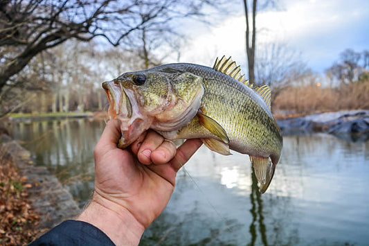 Why Live Bait is a Game Changer for Anglers in Vaughan