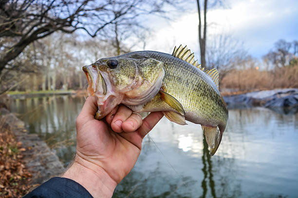Why Live Bait is a Game Changer for Anglers in Vaughan