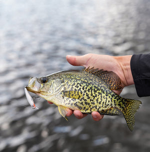 Rapala X-Rap® thumbnail 5