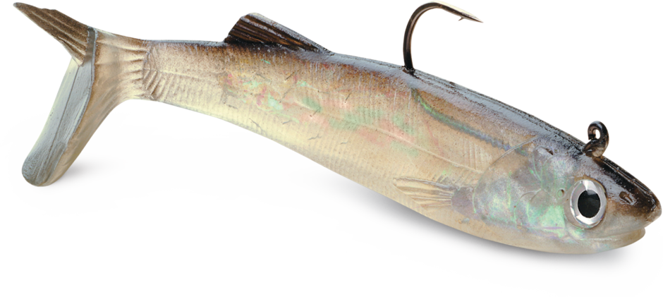 WildEye® Live Anchovy