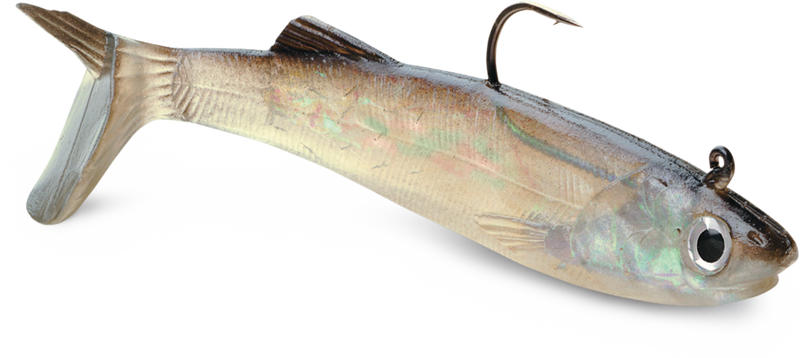 WildEye® Live Anchovy