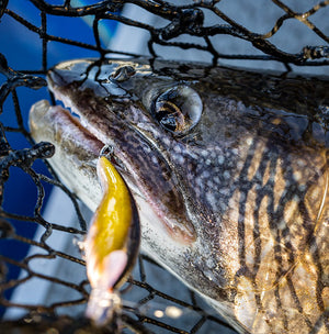 Rapala Scatter Rap® Tail Dancer® thumbnail 3