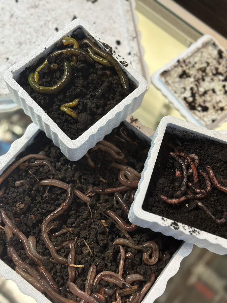 Worms