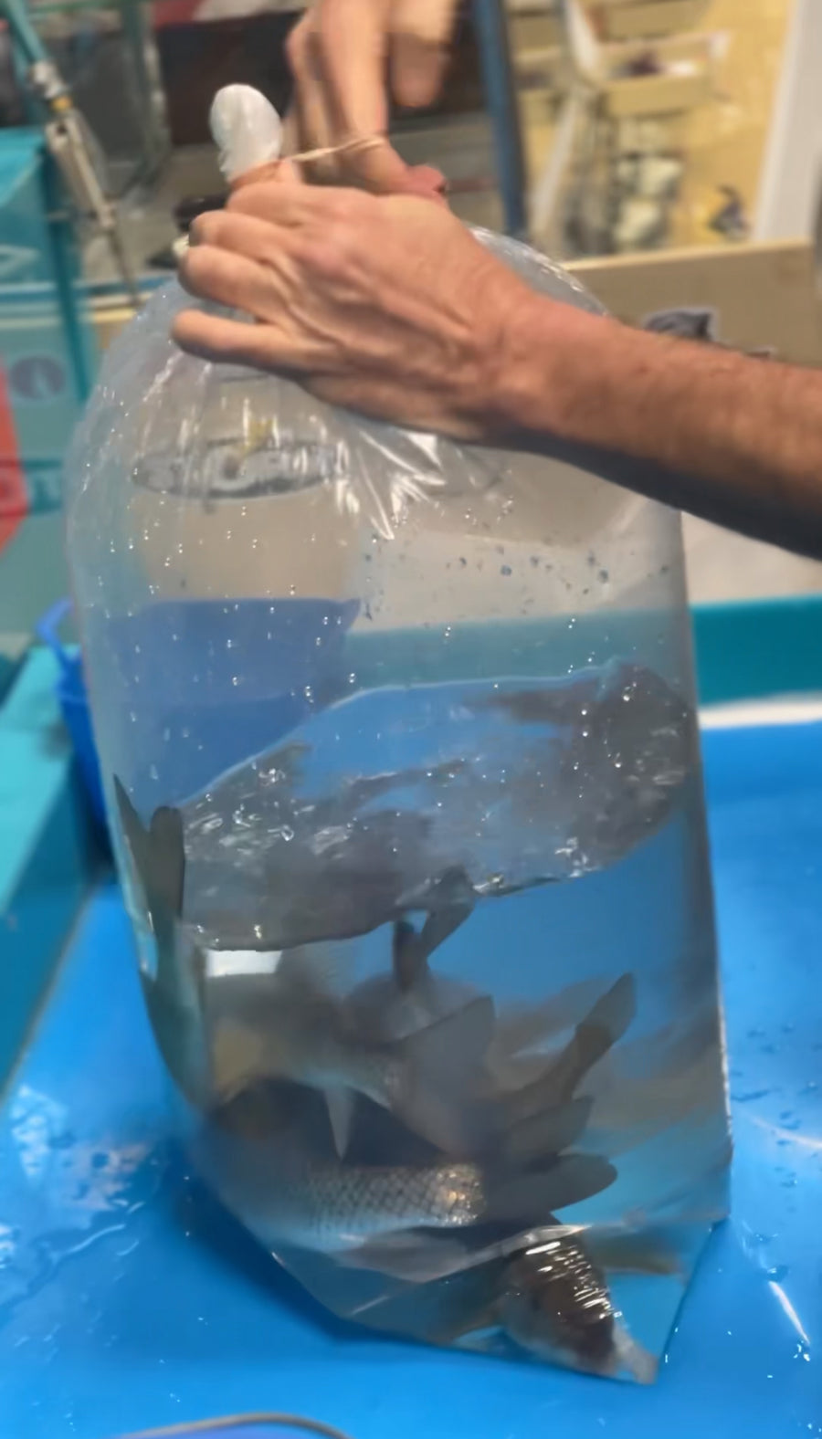 Minnows & bait fish